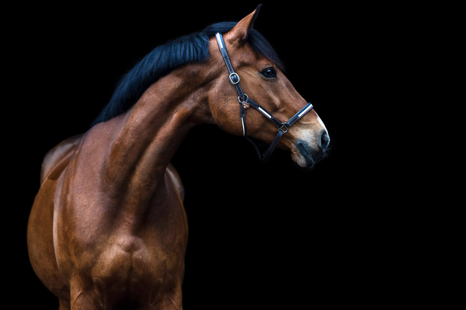 Pferdefotograf Kreis Pinneberg